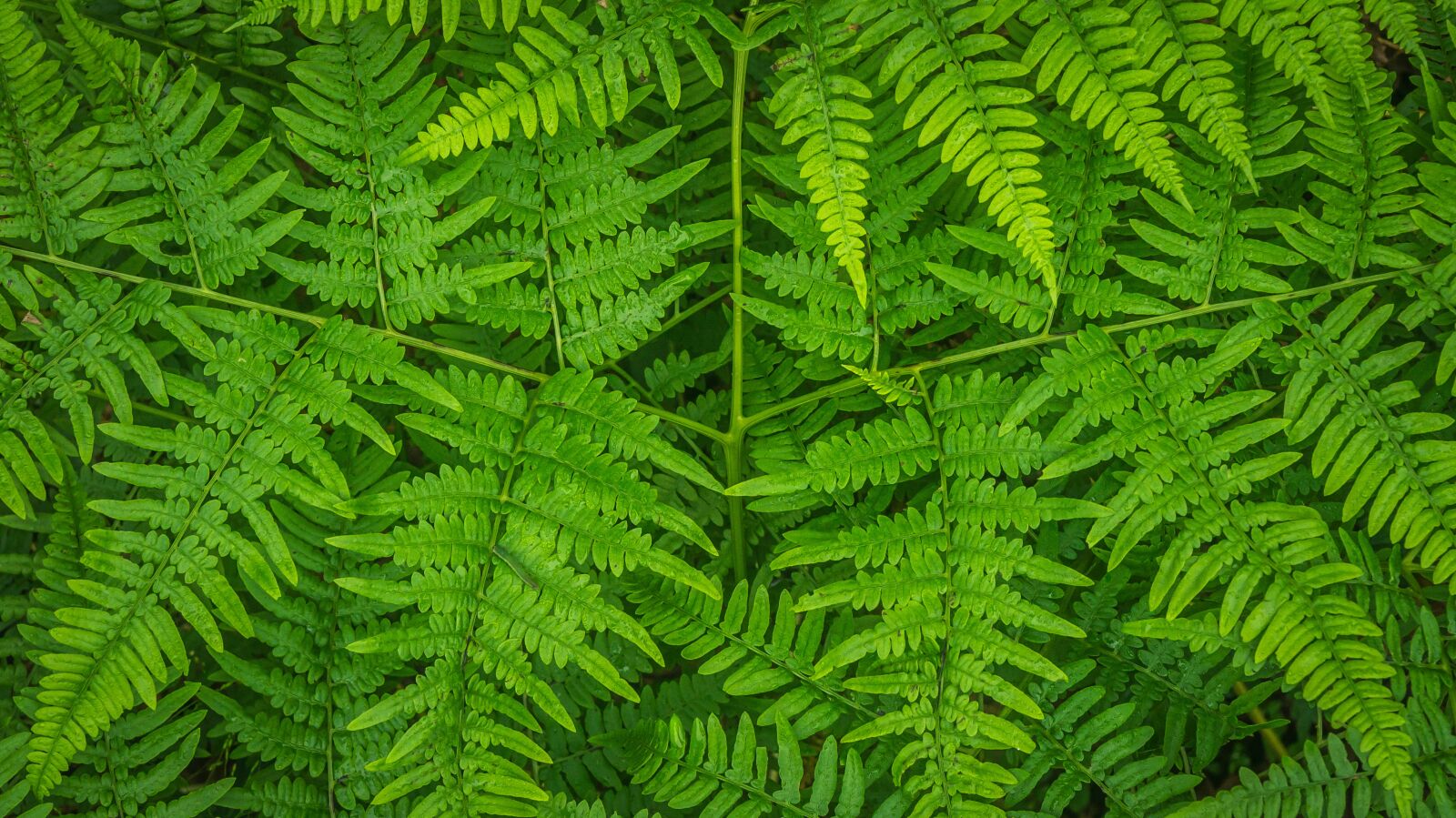 Sony Alpha NEX-5N sample photo. Bracken, plants, nature photography