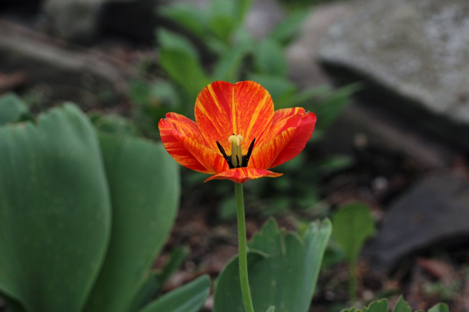 Canon EOS 1200D (EOS Rebel T5 / EOS Kiss X70 / EOS Hi) sample photo. Tulip, flower, red photography