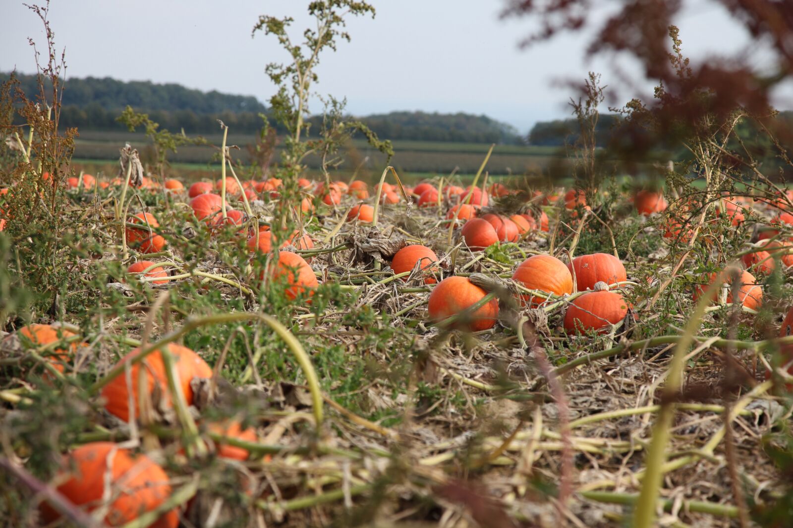Canon EOS 5D Mark II sample photo. Pumpkin, autumn, field photography