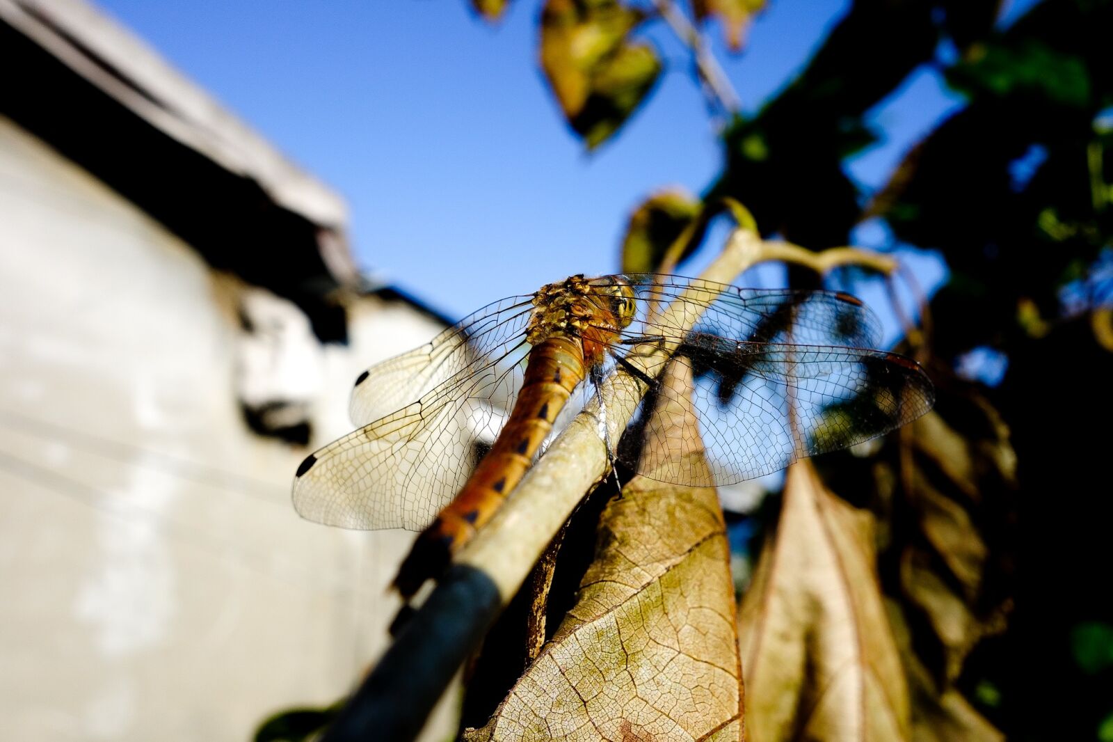 Sony Cyber-shot DSC-RX100 sample photo. Dragonfly, autumn, sky photography