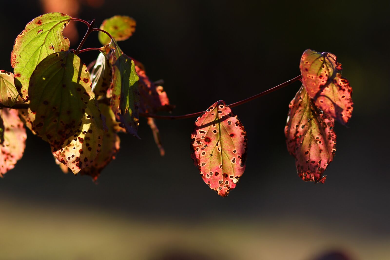 Canon EOS 7D Mark II + Canon EF 85mm F1.8 USM sample photo. Leaf, red, autumn photography