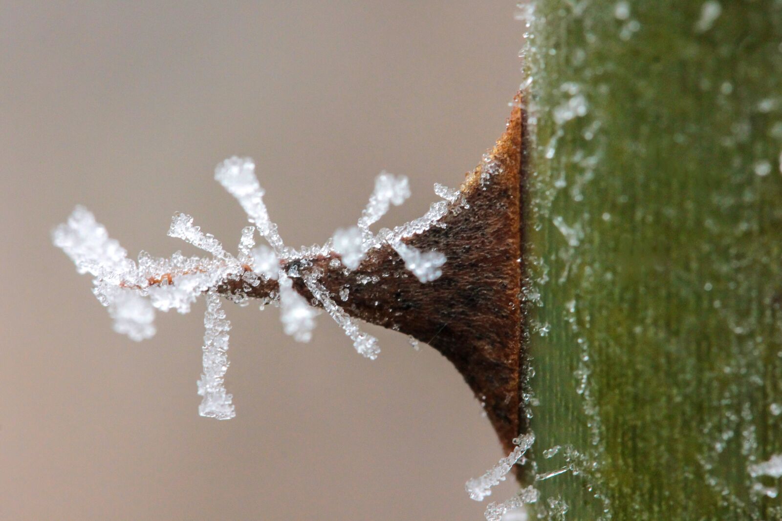 Canon EF-S 60mm F2.8 Macro USM sample photo. Rime, thorn, spike photography