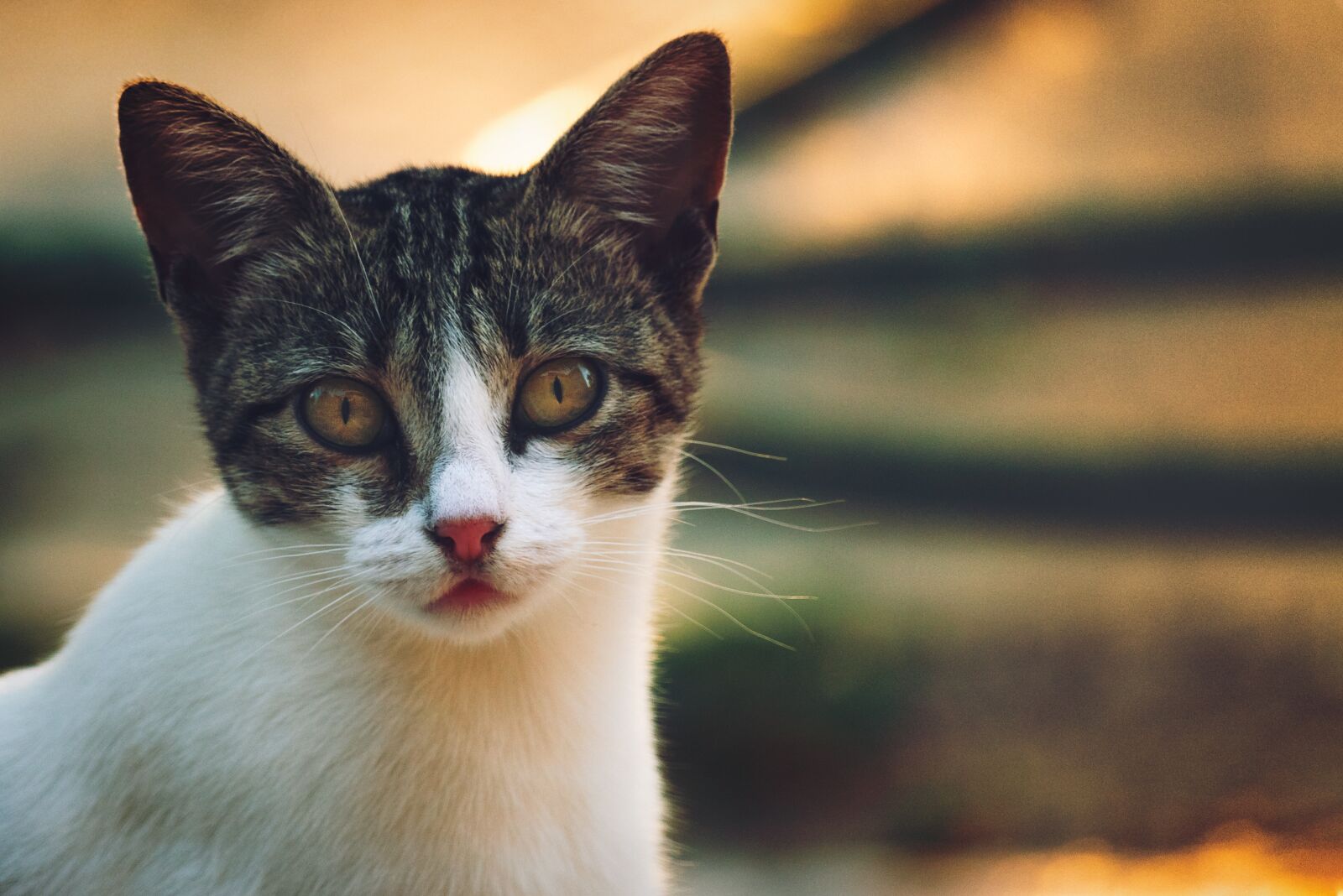 Canon EF-S 55-250mm F4-5.6 IS STM sample photo. Cat, tiger, animal photography