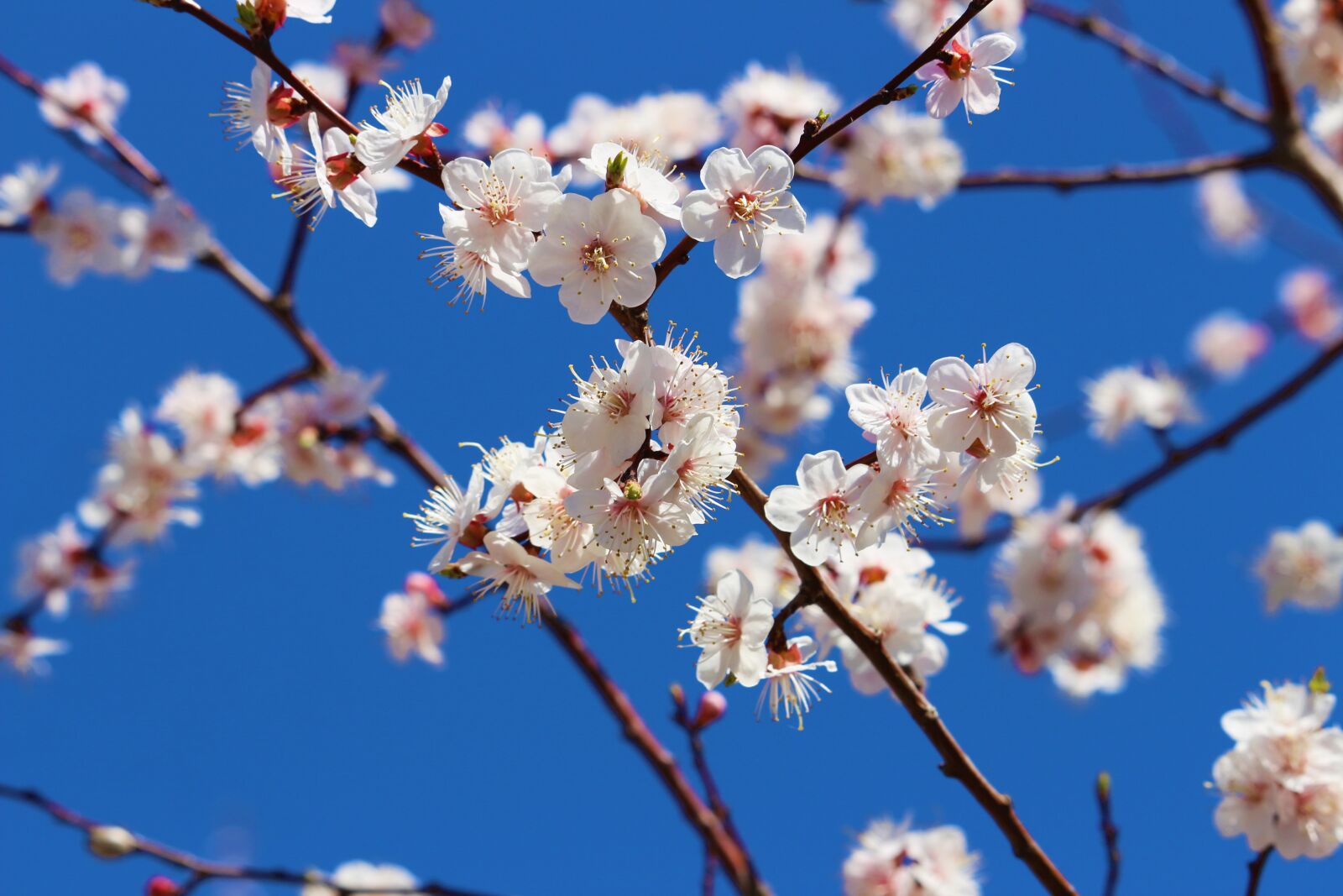 Canon EF-S 55-250mm F4-5.6 IS STM sample photo. Blue sky, apricot, white photography
