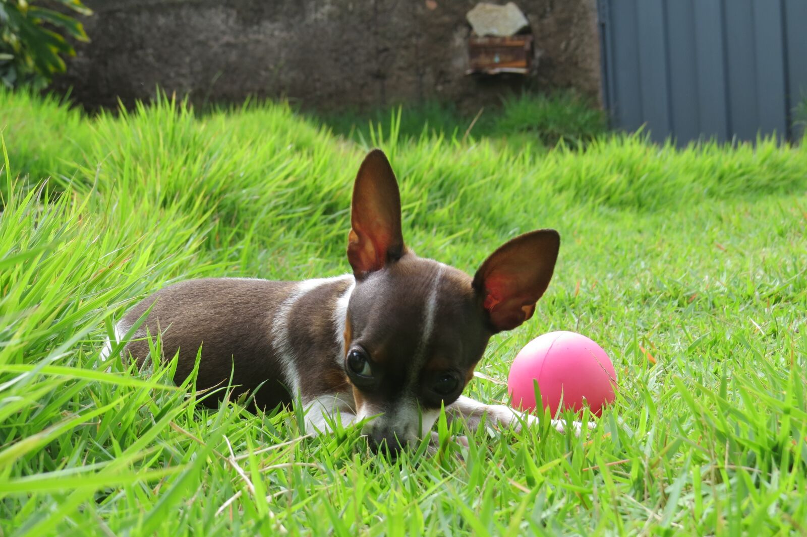 Canon PowerShot SX50 HS sample photo. Puppy, dog, pet photography