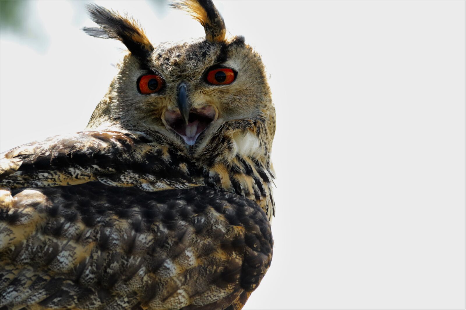 Canon EOS 7D Mark II sample photo. Eurasian eagle owl, owl photography