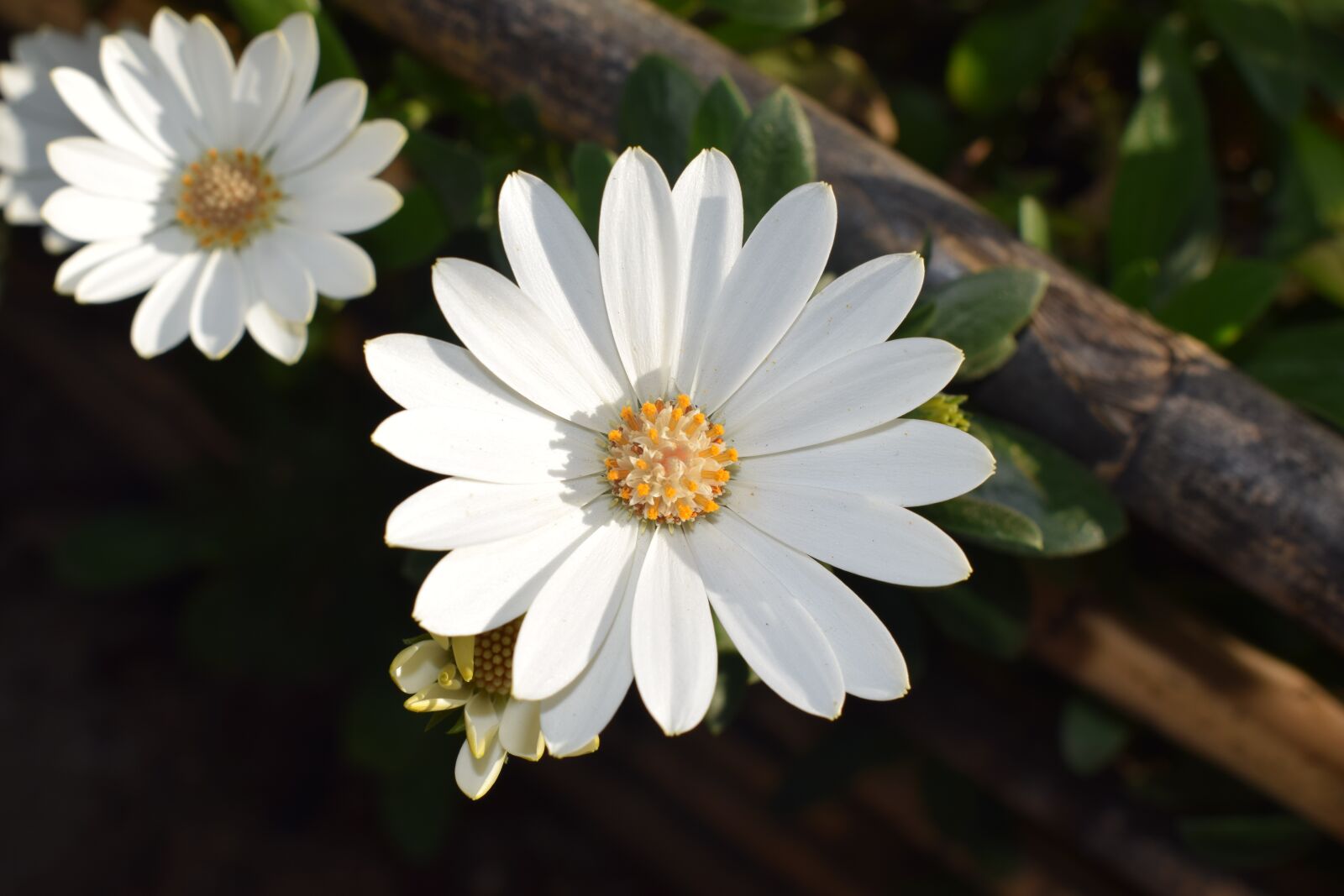 Nikon D3300 sample photo. Daisy, flower, flowers photography