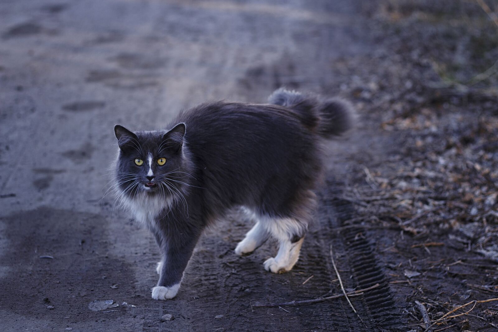 Canon EOS 600D (Rebel EOS T3i / EOS Kiss X5) + Canon EF 50mm F1.8 II sample photo. Cat, street, tyre tracks photography