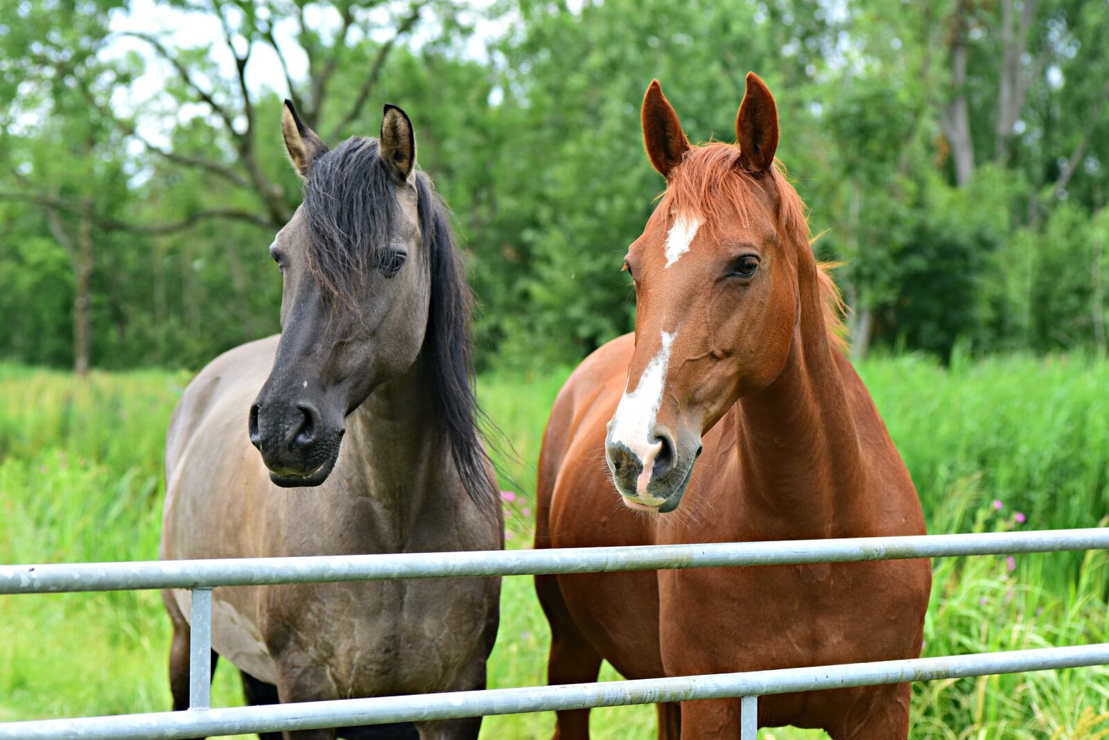 Nikon D750 sample photo. Horse, animal, mammal photography