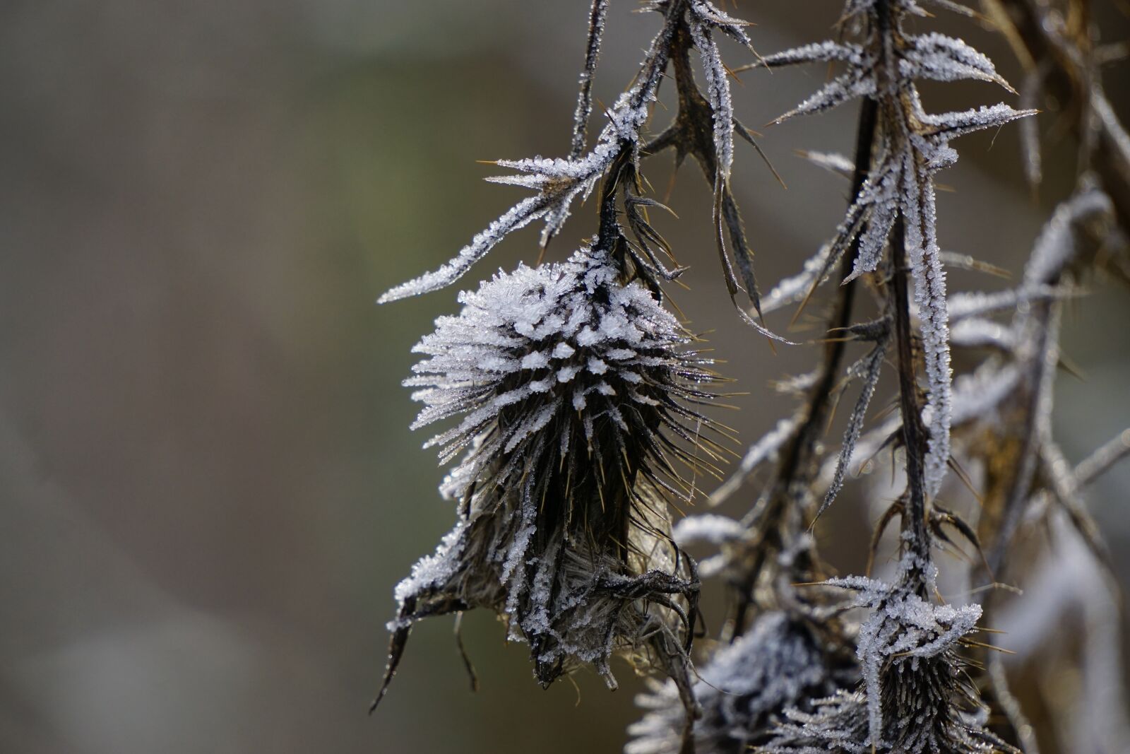 Sony E 55-210mm F4.5-6.3 OSS sample photo. Thistle, dry, frozen photography