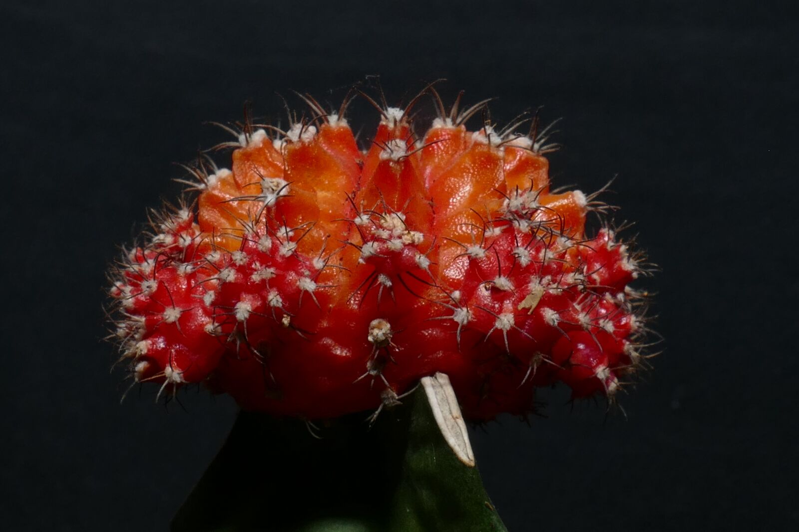 Panasonic Lumix DMC-FZ1000 sample photo. Cactus, flower, succulent photography