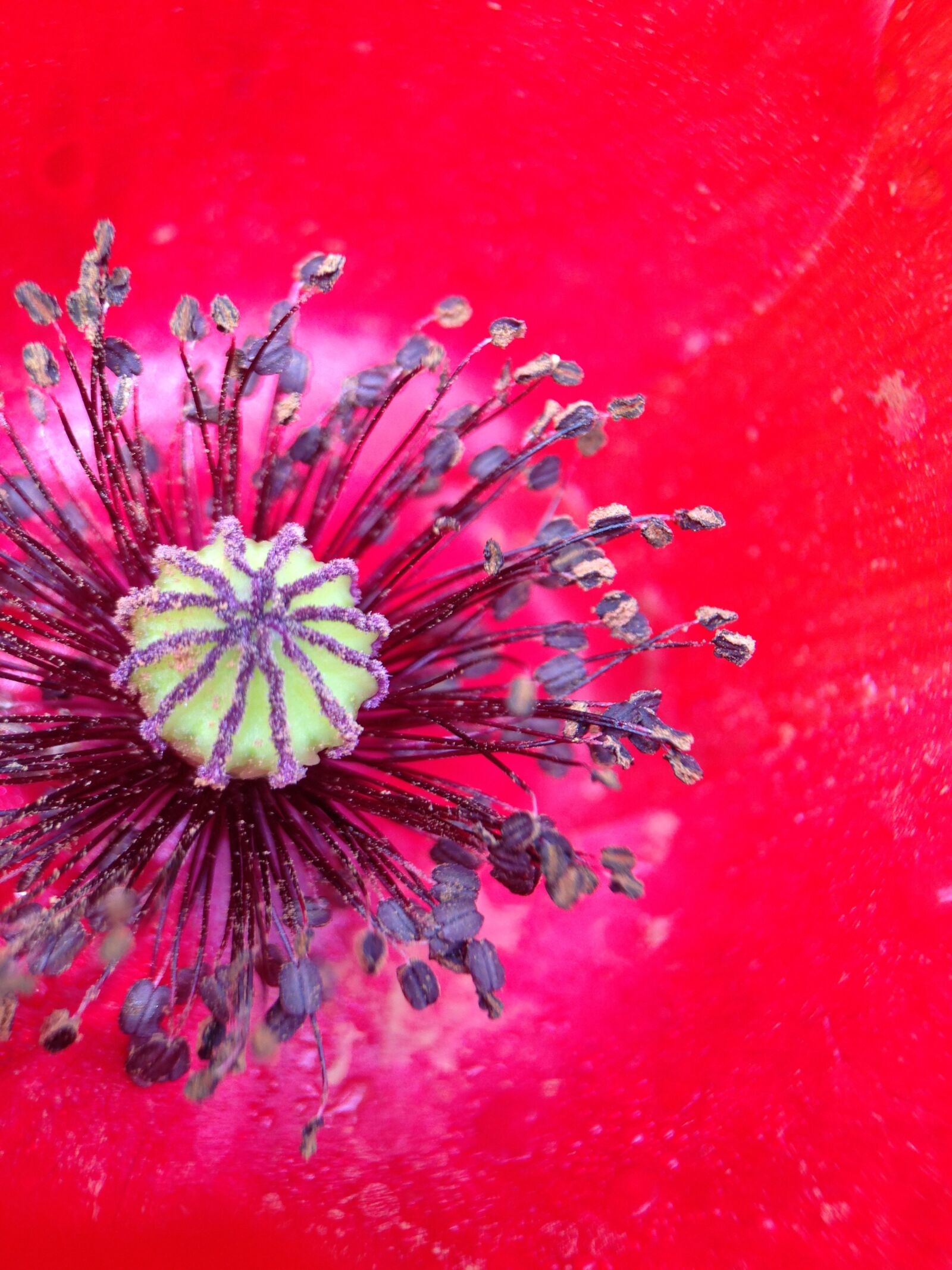 iPhone 5 back camera 4.12mm f/2.4 sample photo. Poppy, flower, red photography
