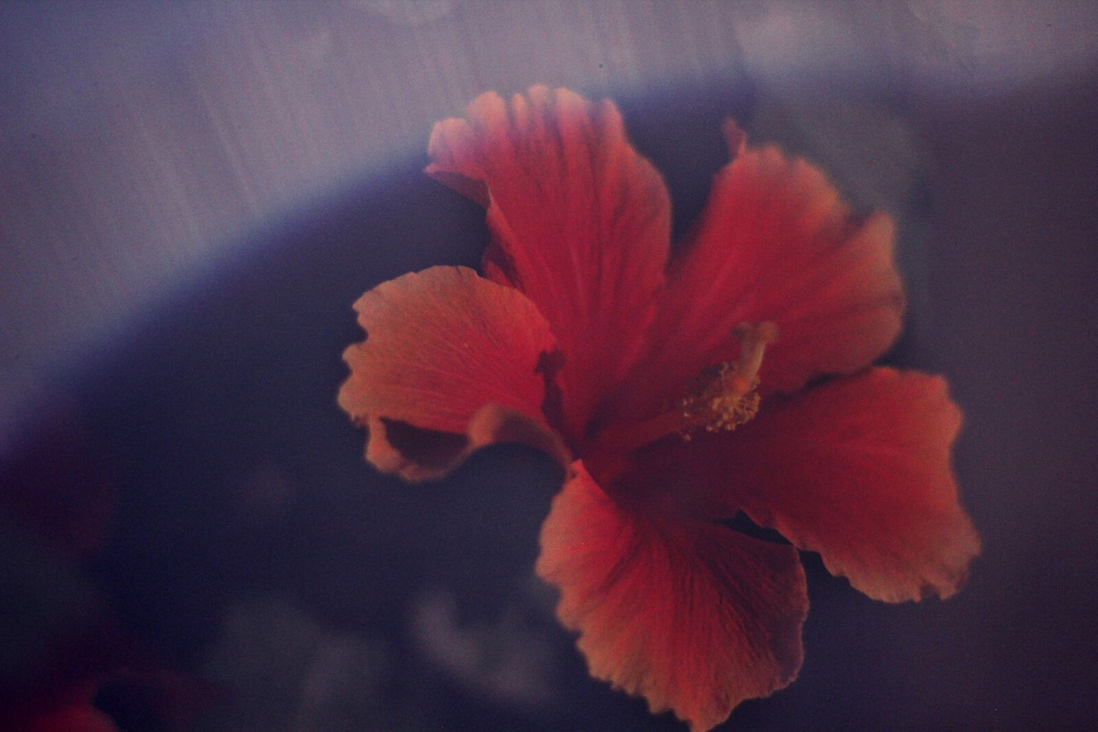 Canon EOS 550D (EOS Rebel T2i / EOS Kiss X4) sample photo. Flowers, hibiscus, night photography