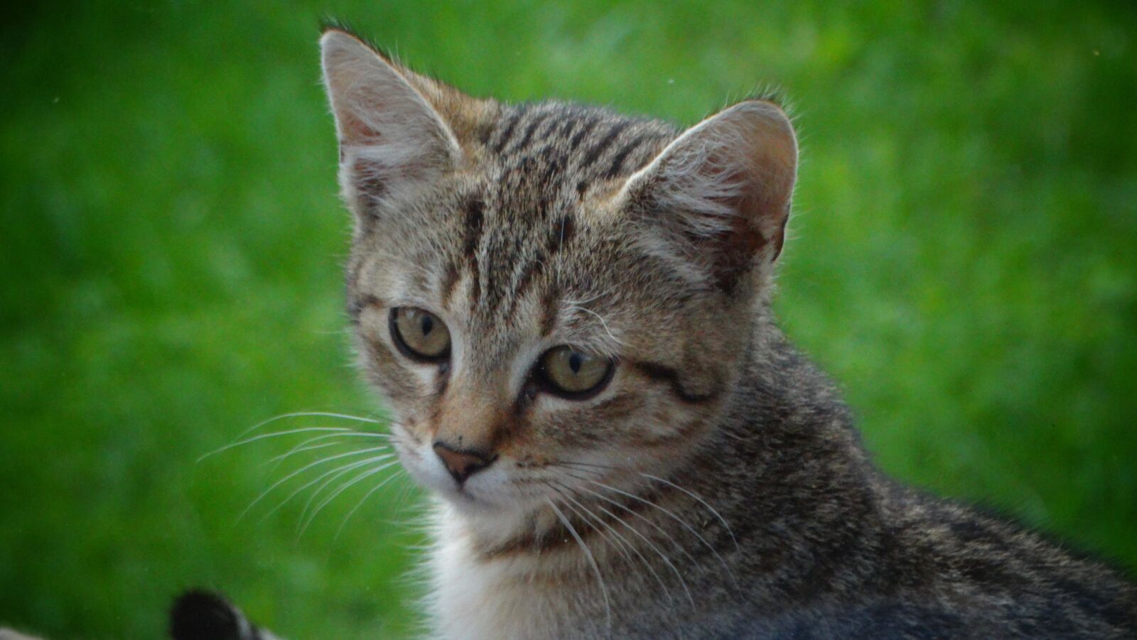Sony Cyber-shot DSC-HX300 sample photo. Kitten, cat, pet photography