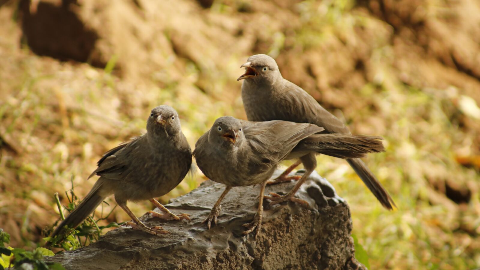 Canon EF75-300mm f/4-5.6 sample photo. Jungle, babbler, nature photography