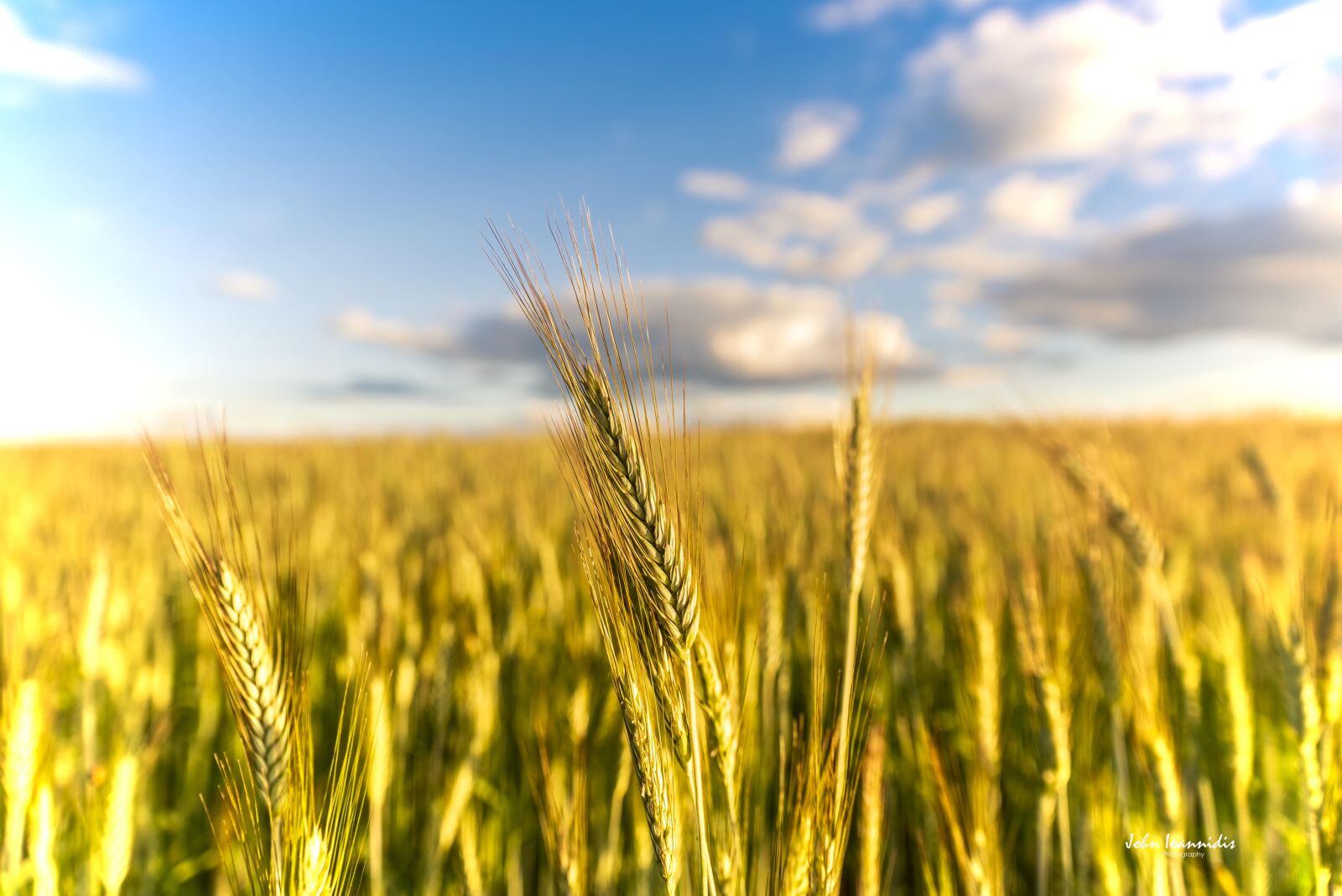 Tamron SP 24-70mm F2.8 Di VC USD sample photo. Fileds, wheat, food photography