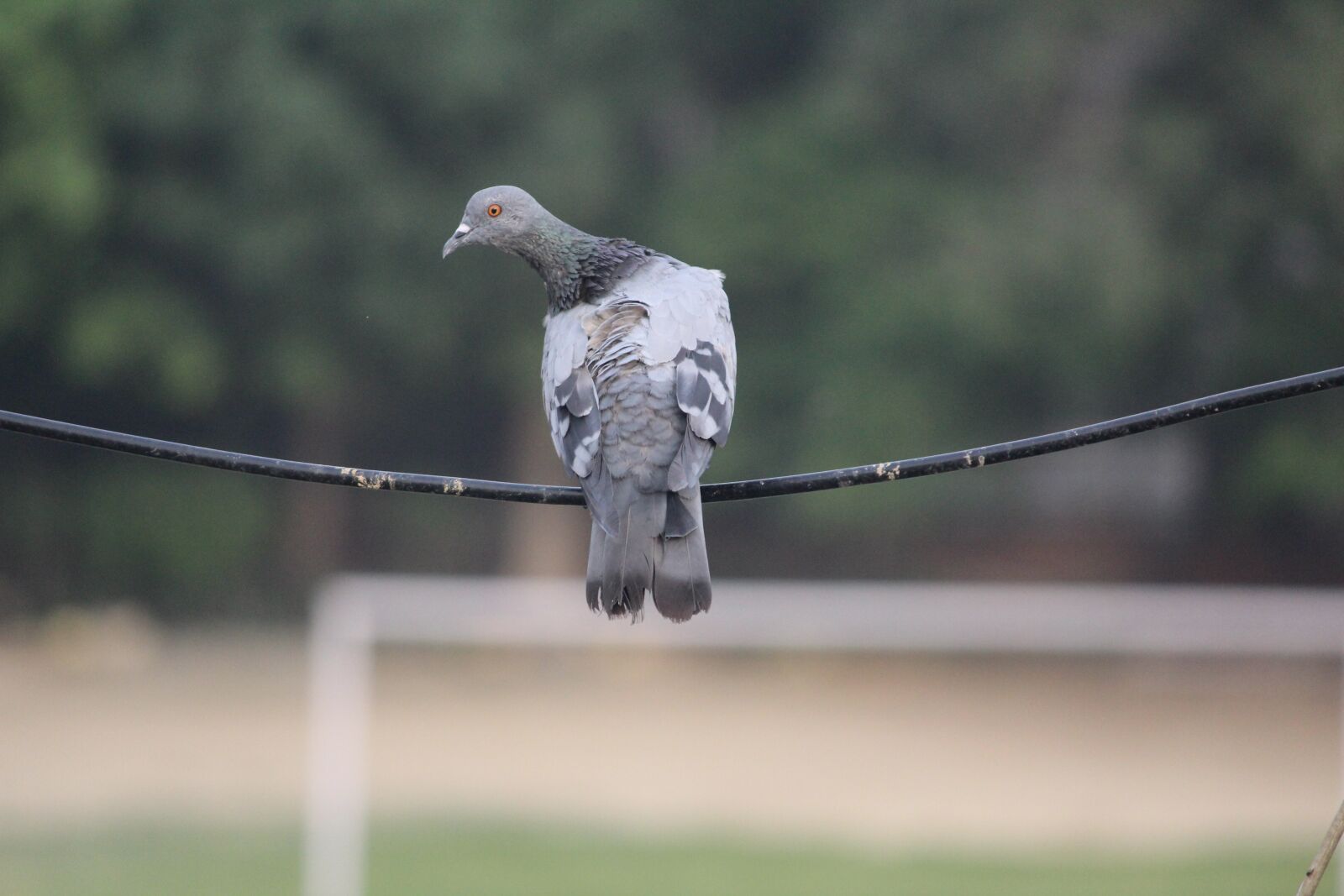 Canon EOS 1200D (EOS Rebel T5 / EOS Kiss X70 / EOS Hi) sample photo. Pigeon, wire, balancing photography