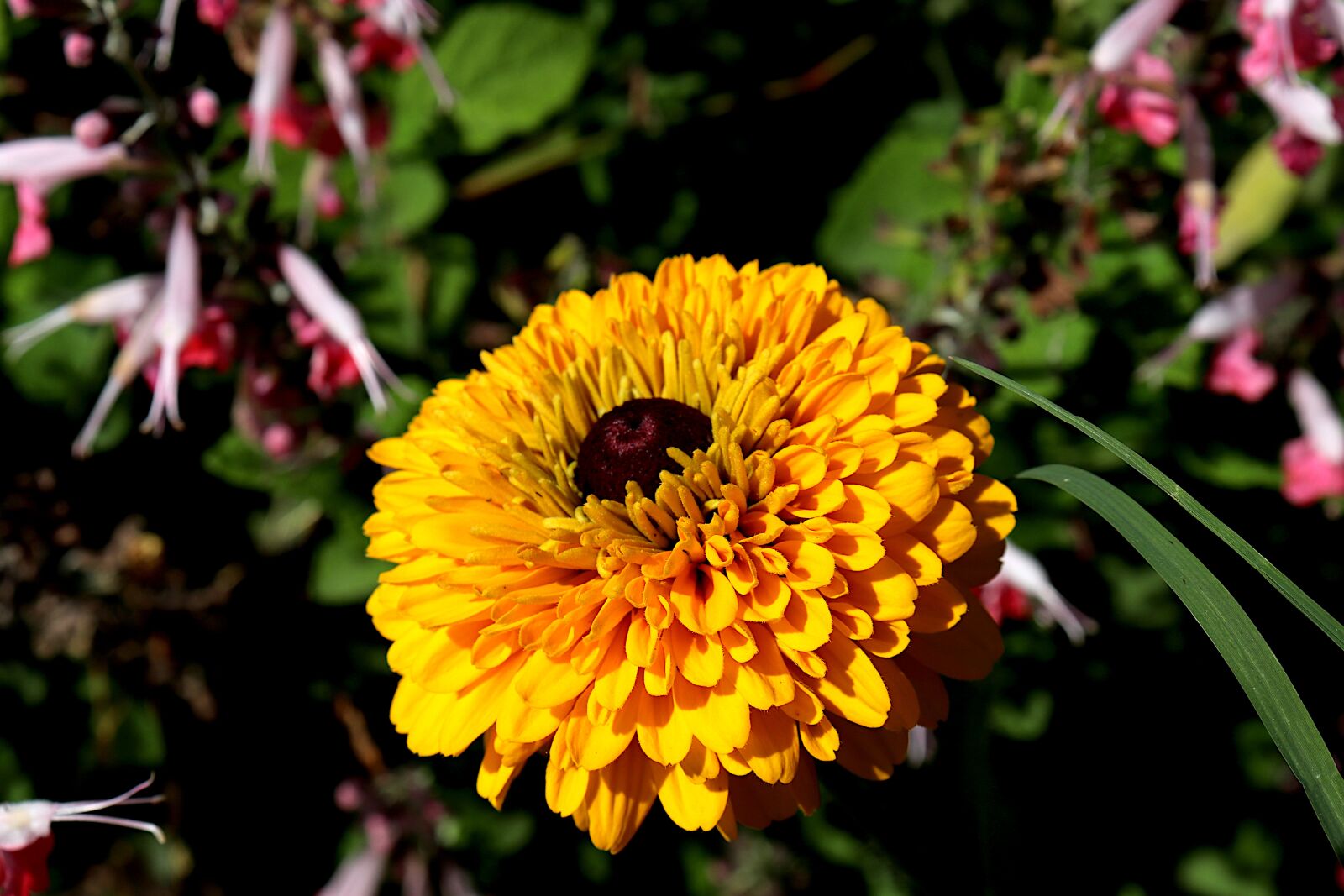 Canon EOS 800D (EOS Rebel T7i / EOS Kiss X9i) + Canon EF-S 18-55mm F4-5.6 IS STM sample photo. Dahlia, flowers, plants photography