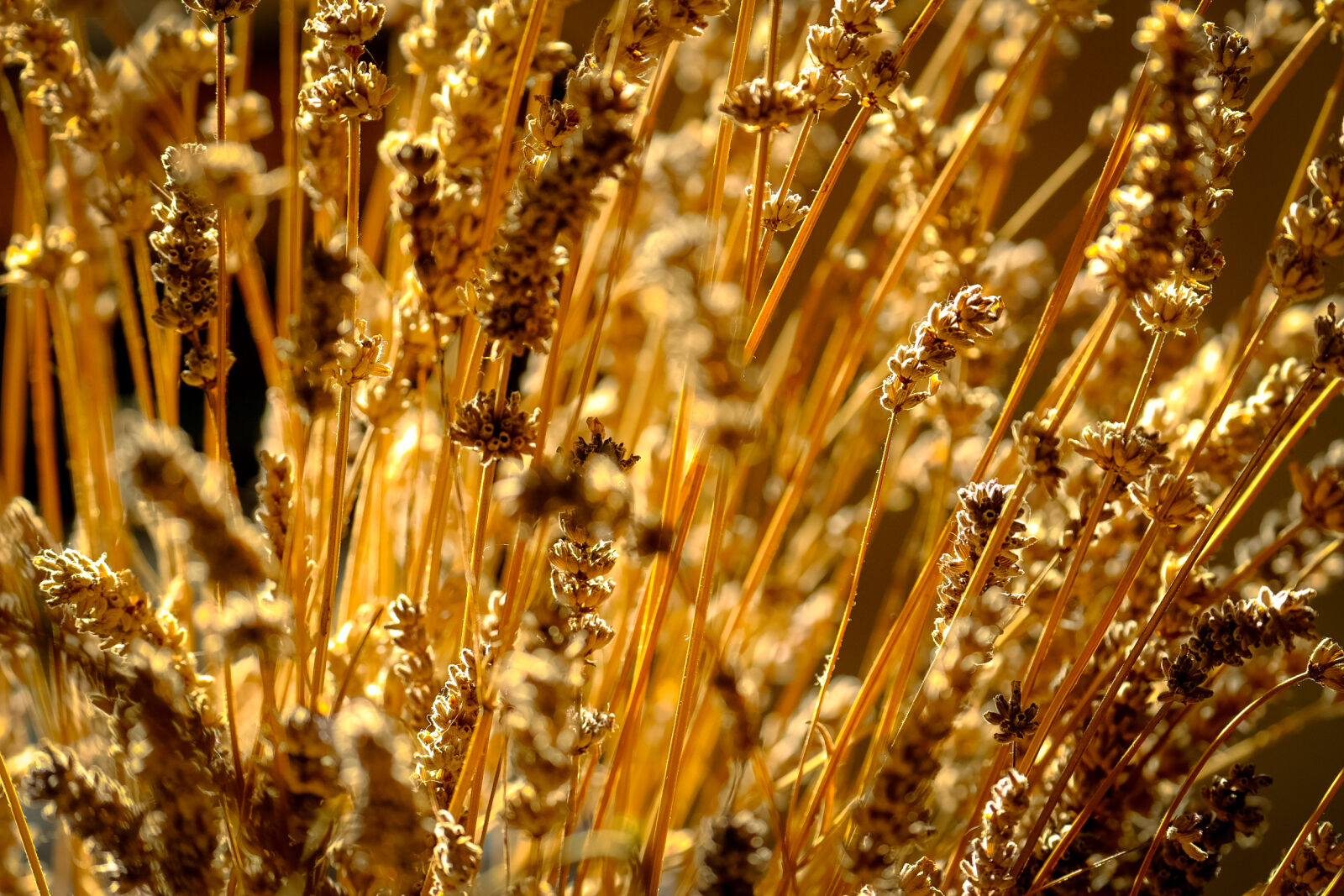 Fujifilm XF 100-400mm F4.5-5.6 R LM OIS WR sample photo. Blur, blurred, close, up photography