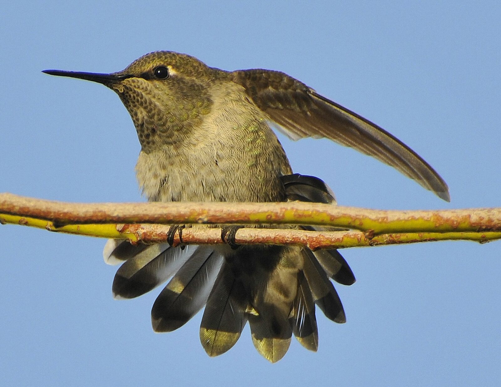 Nikon D300 sample photo. Hummingbird, bird, avian photography