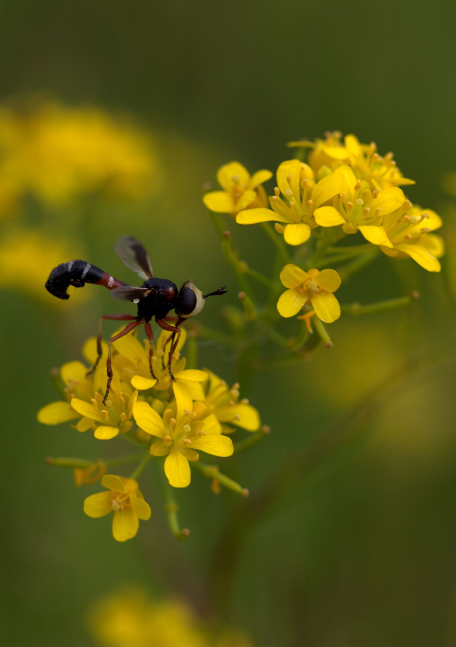 Canon EF-S 60mm F2.8 Macro USM sample photo. Wasp, flower, yellow photography