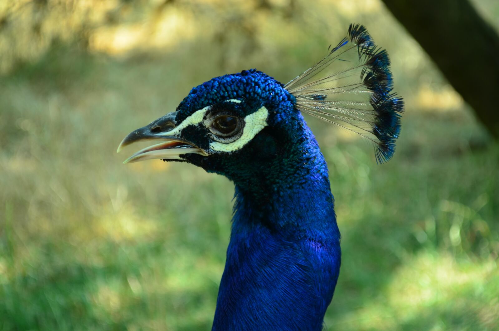 Nikon D5100 sample photo. Peacock, zoo, anima photography