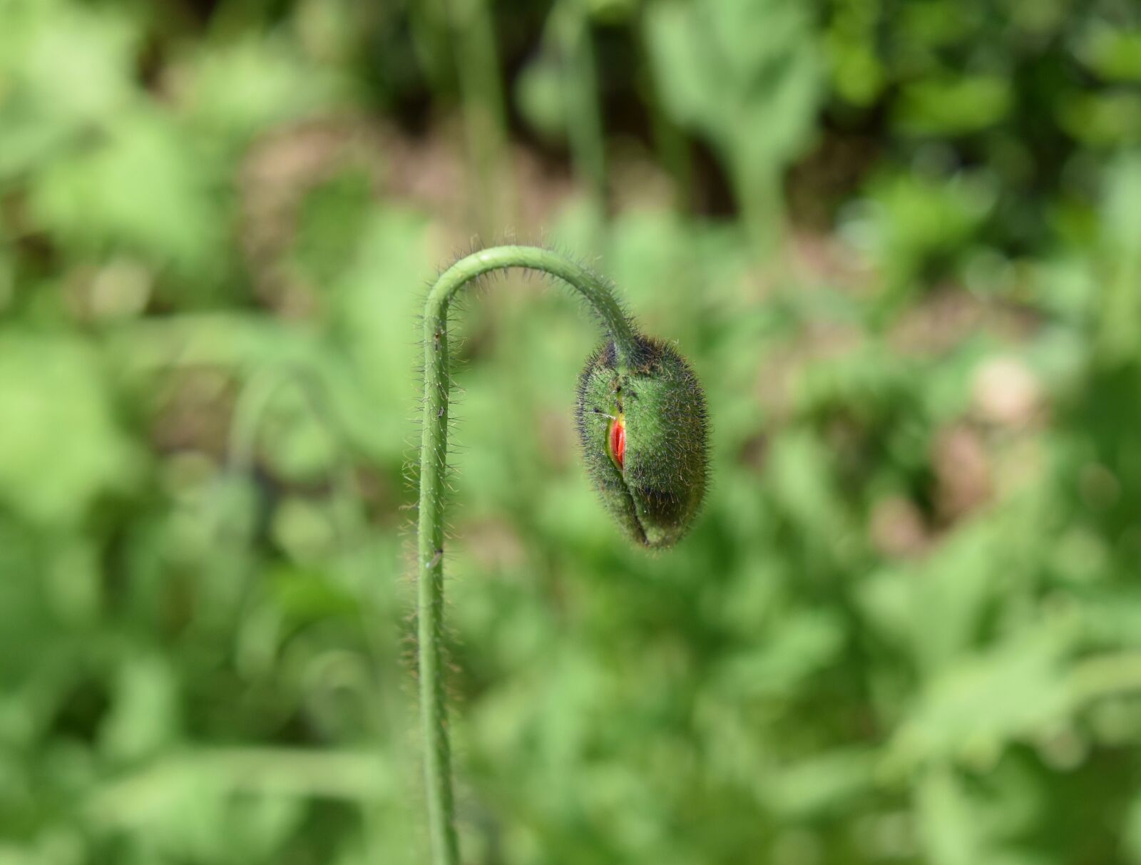 Nikon D5600 sample photo. Button poppy, flower, green photography
