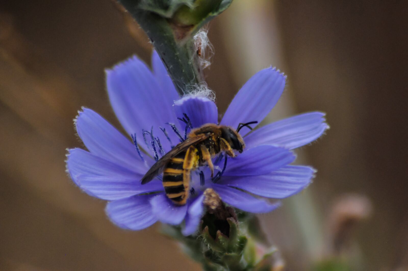 Nikon D90 sample photo. Bee, working, insect photography