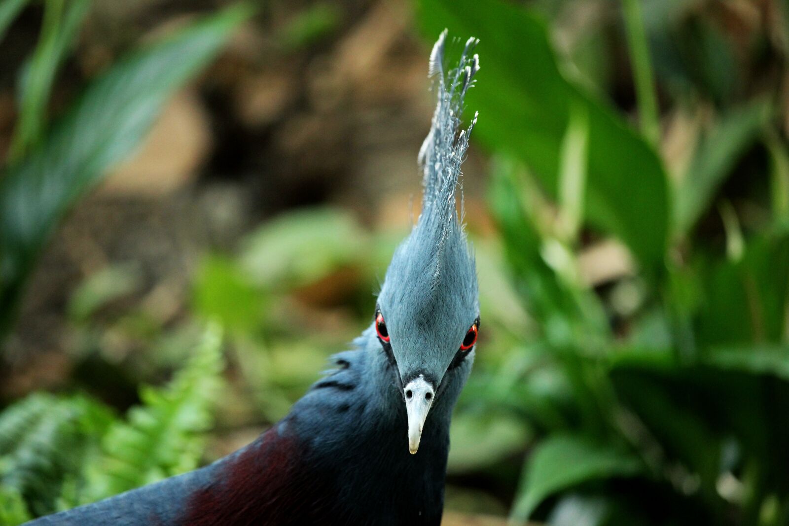Canon EF-S 55-250mm F4-5.6 IS STM sample photo. Bird, nature, wildlife photography