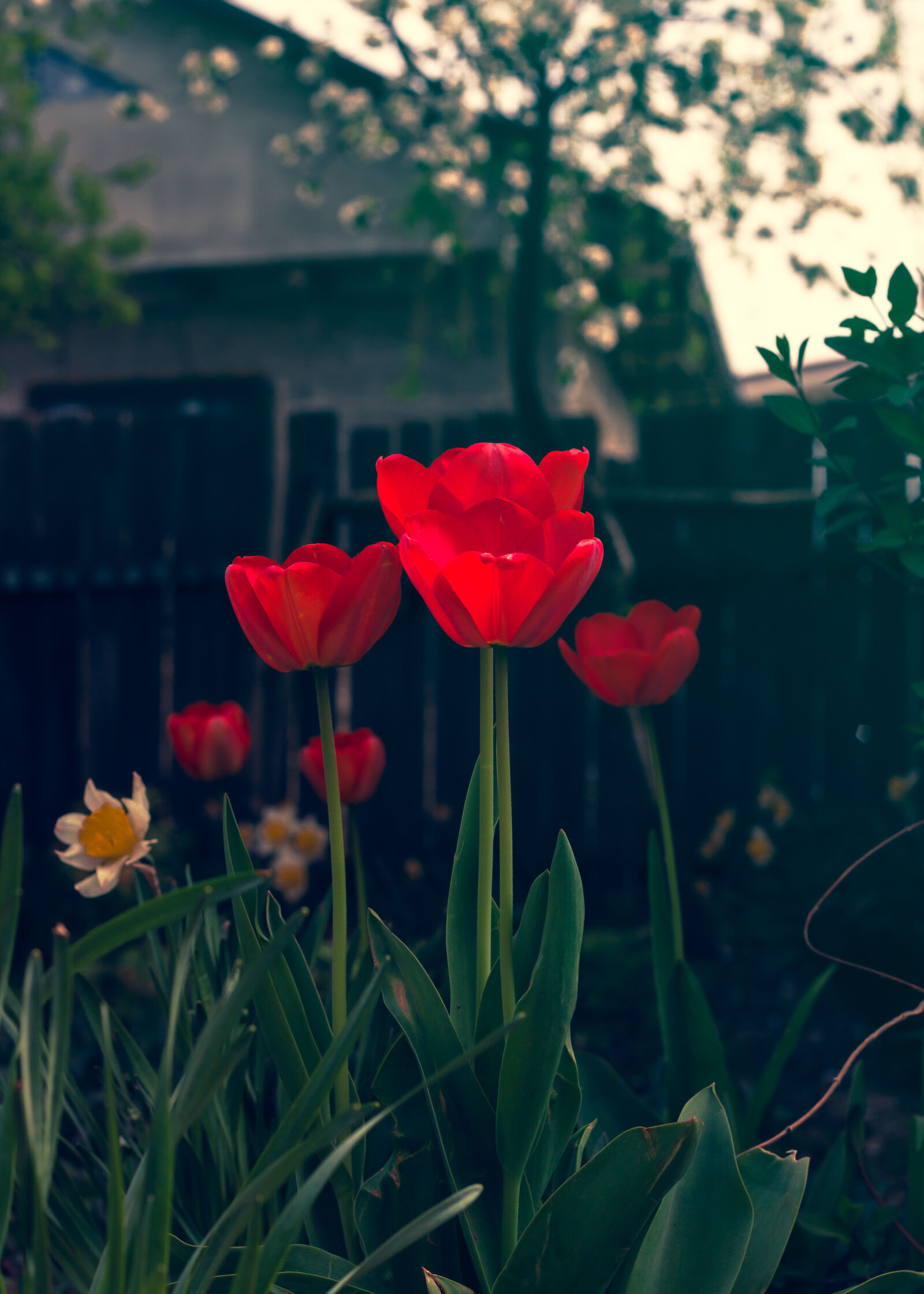 Canon EOS 550D (EOS Rebel T2i / EOS Kiss X4) + Canon EF 50mm F1.8 II sample photo. Flowers, garden, green, nature photography