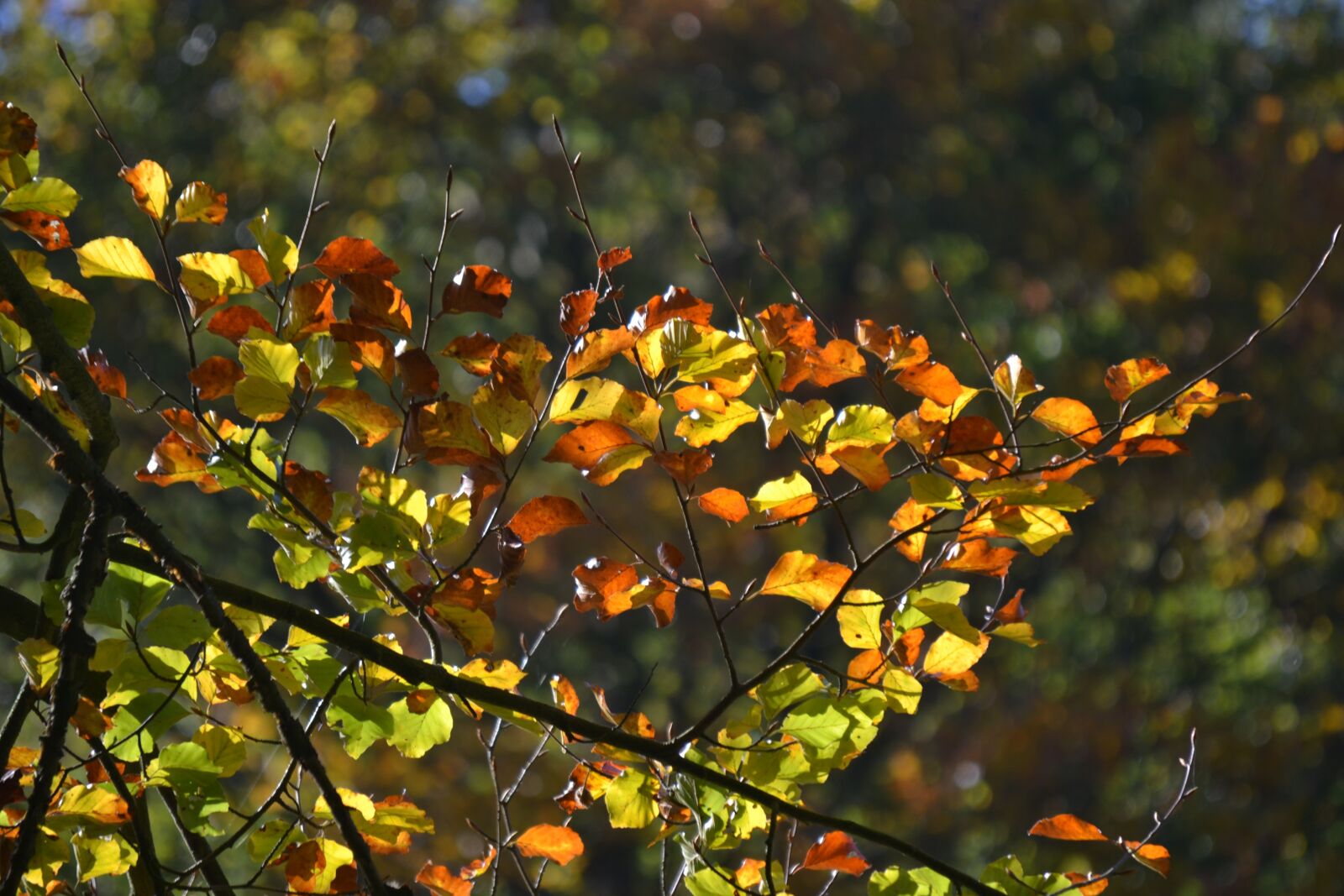 Nikon D3100 sample photo. Forest, autumn, sun photography