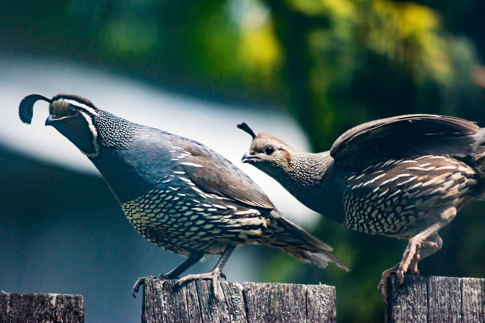 Nikon D5500 sample photo. Quail, bird, curious photography