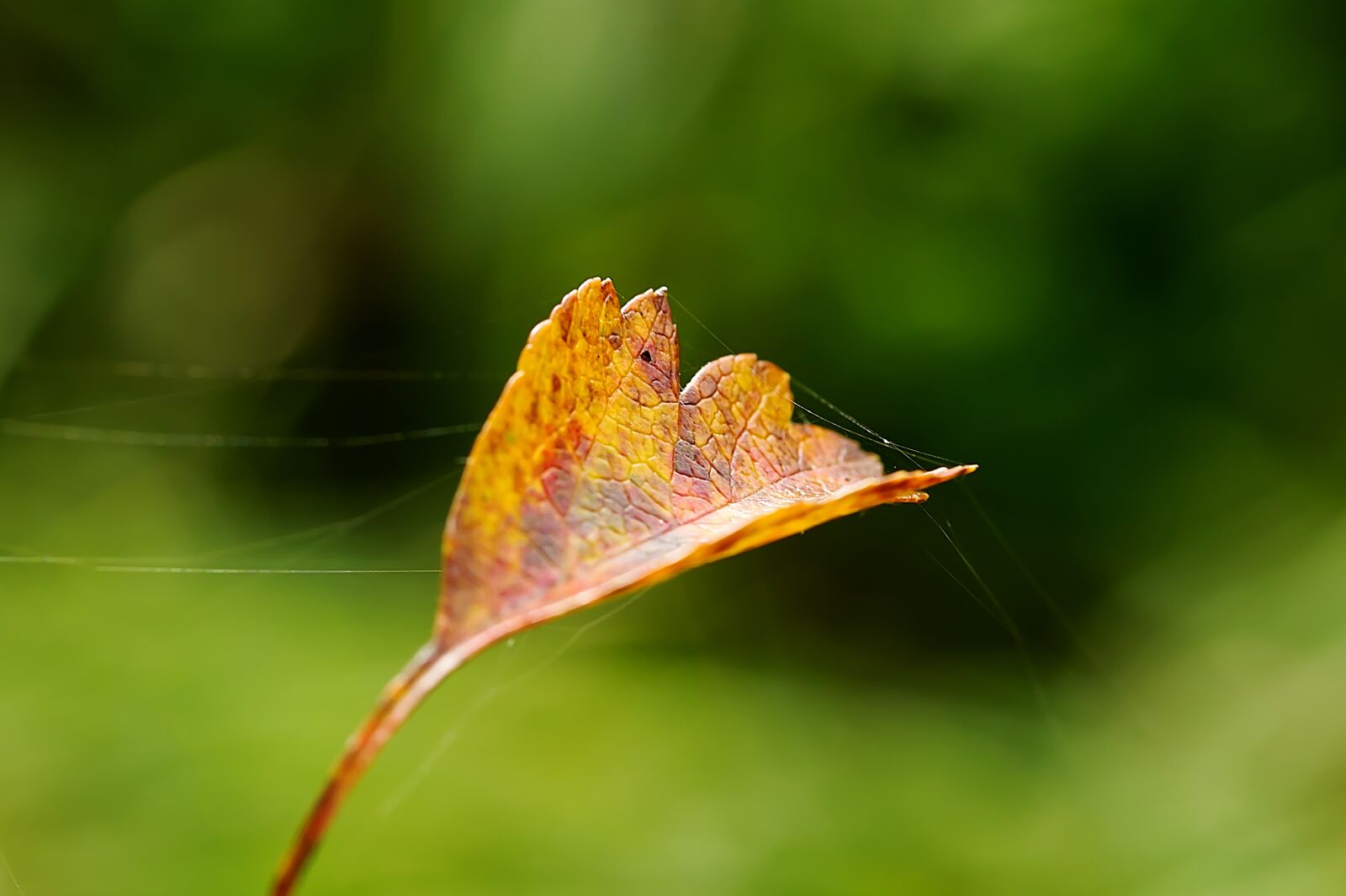 Canon EOS 60D sample photo. Autumn leaf, leaf, web photography