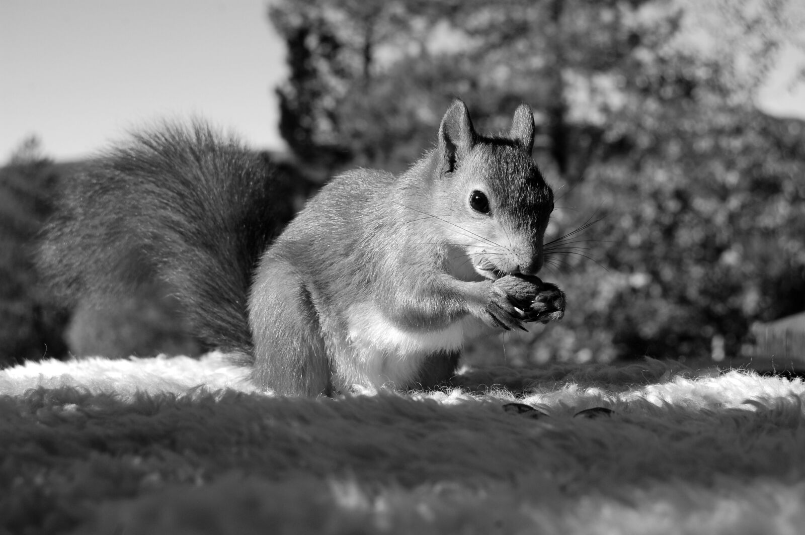 Nikon D40 sample photo. Squirrel, the nature of photography