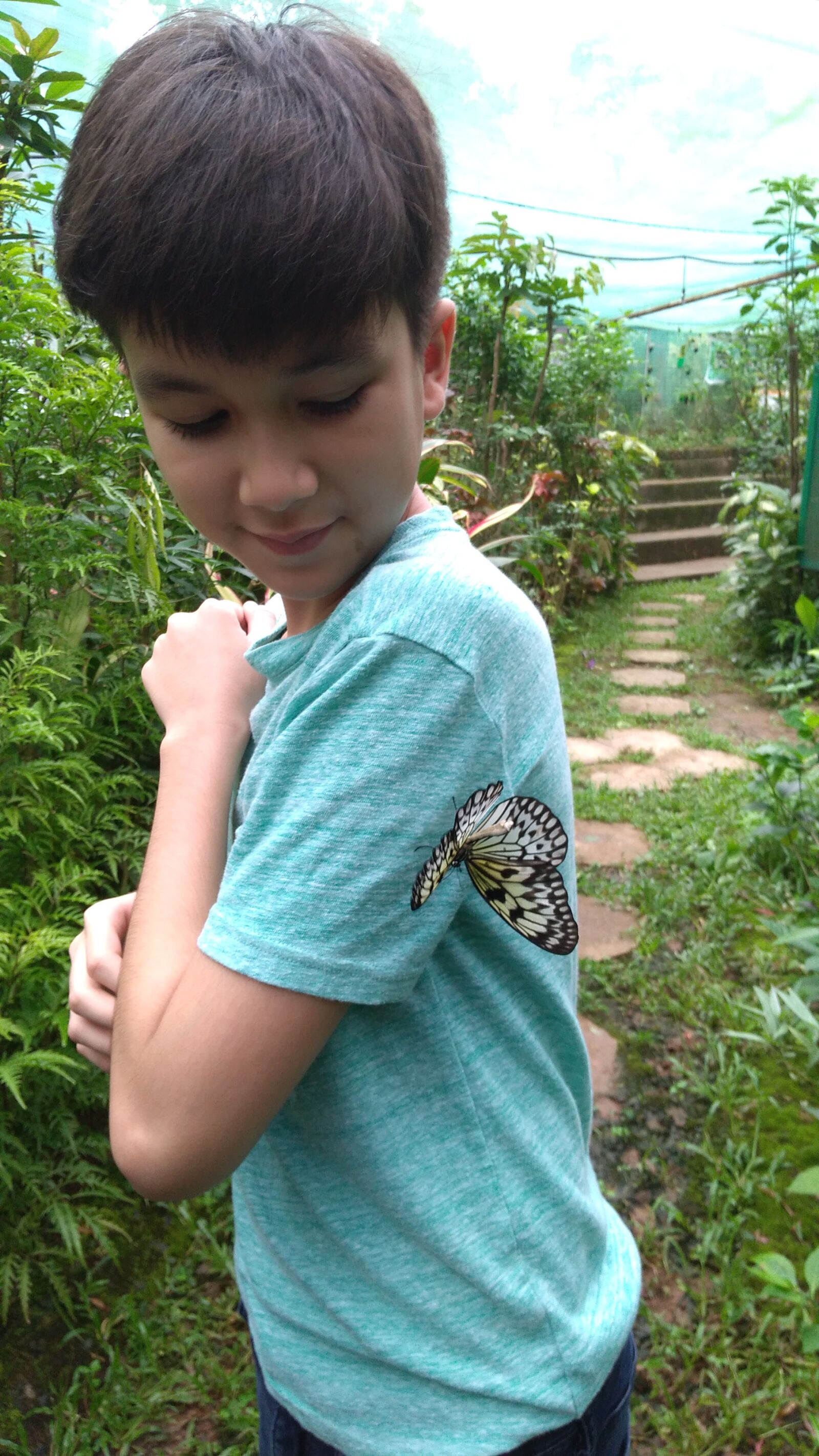 ASUS X00ID sample photo. Boy, butterfly, child photography
