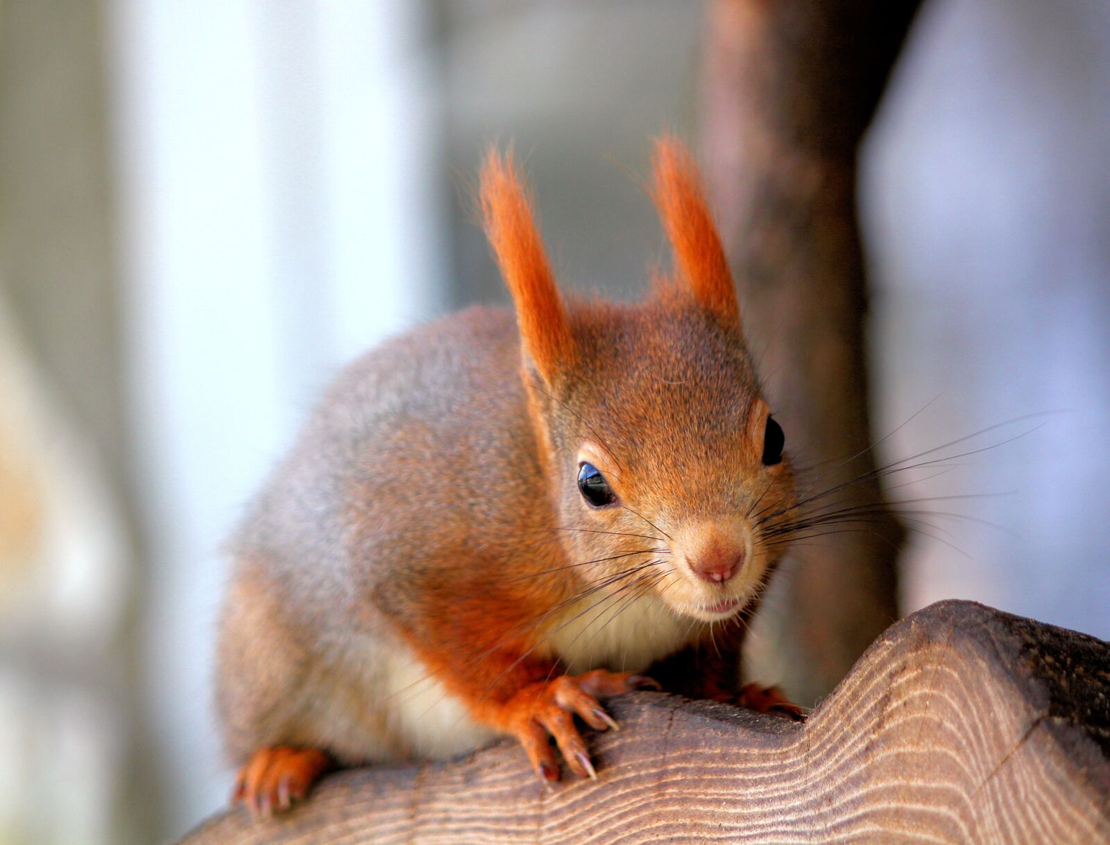 Canon EOS 550D (EOS Rebel T2i / EOS Kiss X4) sample photo. The squirrel, mammal, rodent photography