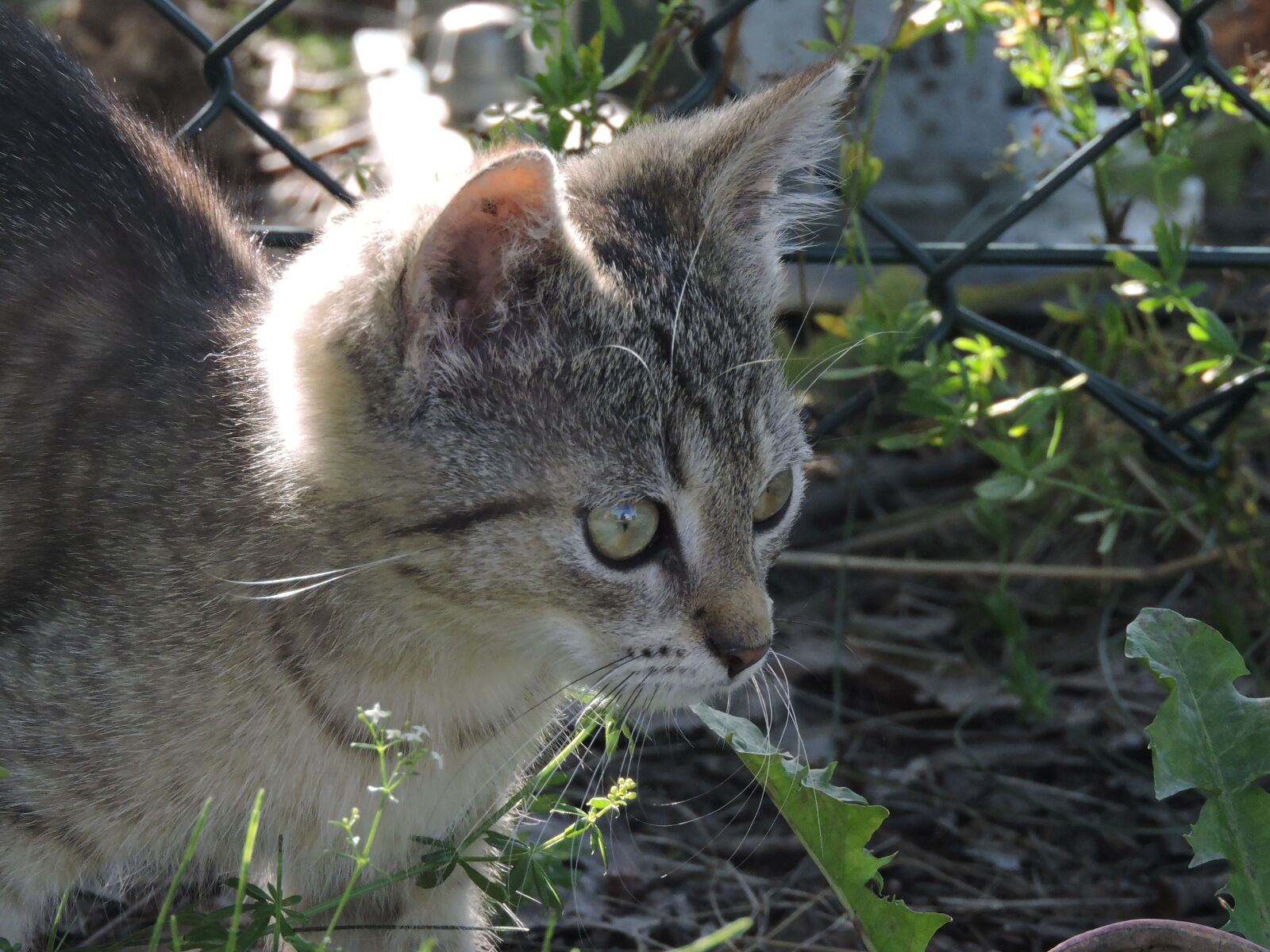 Nikon Coolpix P600 sample photo. Kitten, cat, animal photography