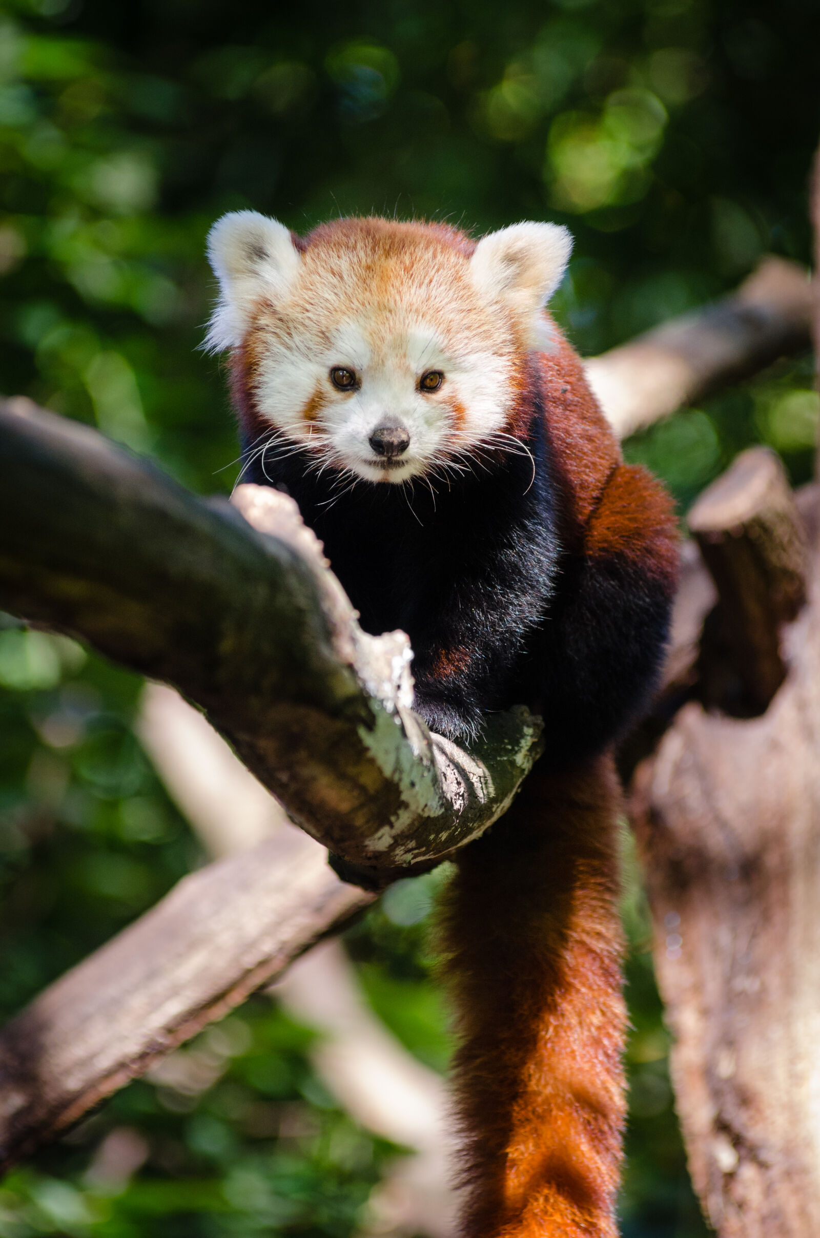 AF Zoom-Nikkor 80-200mm f/2.8 ED sample photo