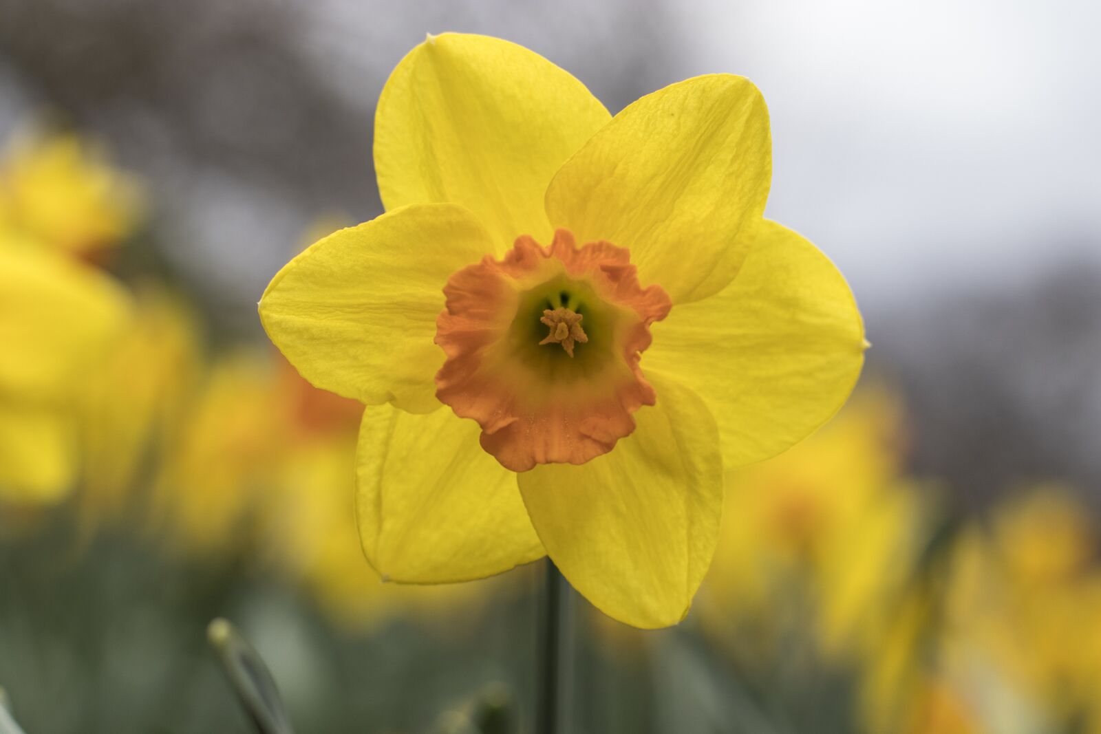 Canon EOS 80D + Canon EF 50mm F1.4 USM sample photo. Flower, daffodil, plant photography