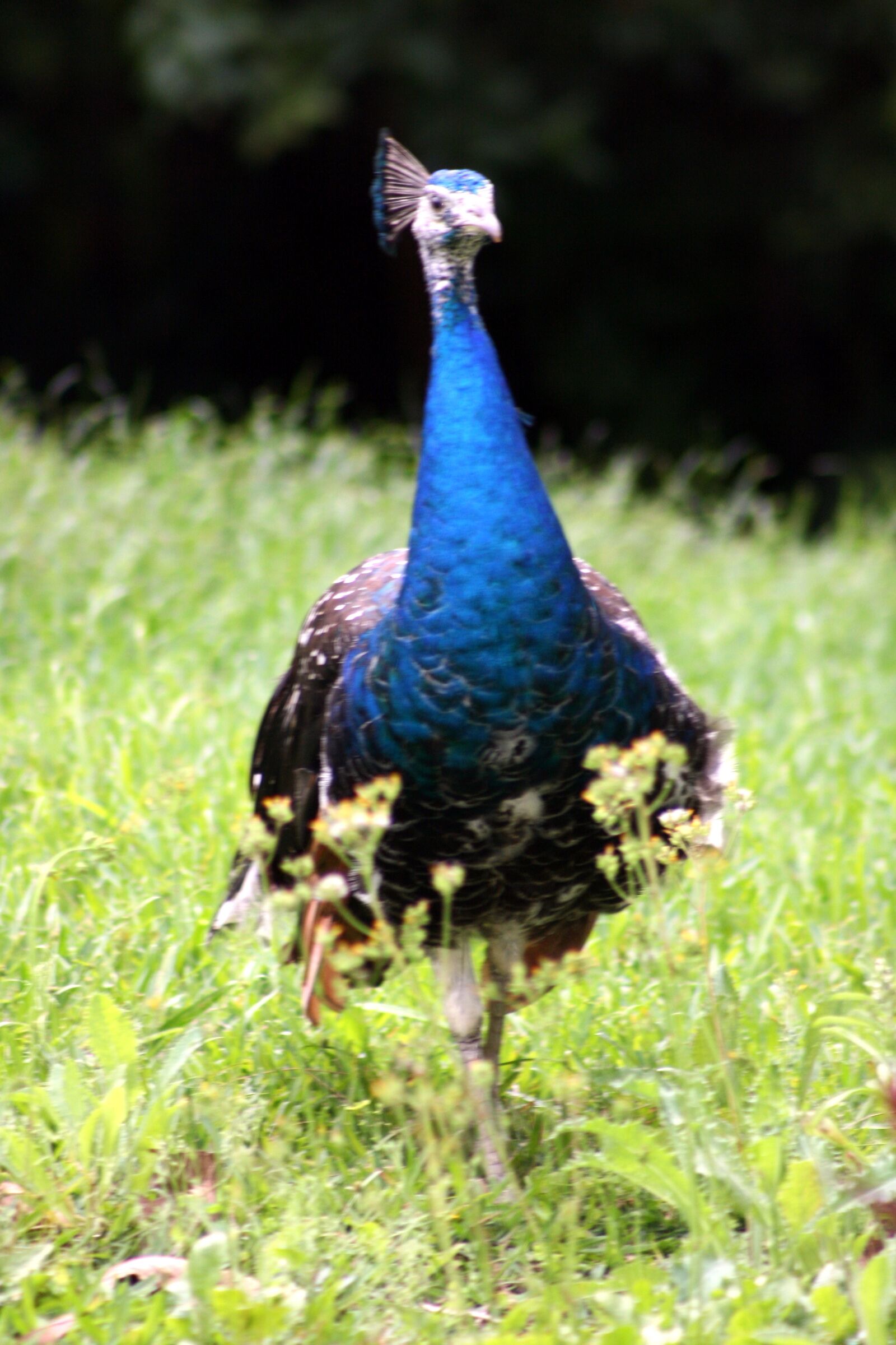 Canon EOS 400D (EOS Digital Rebel XTi / EOS Kiss Digital X) sample photo. Peacock, bird, colorful photography