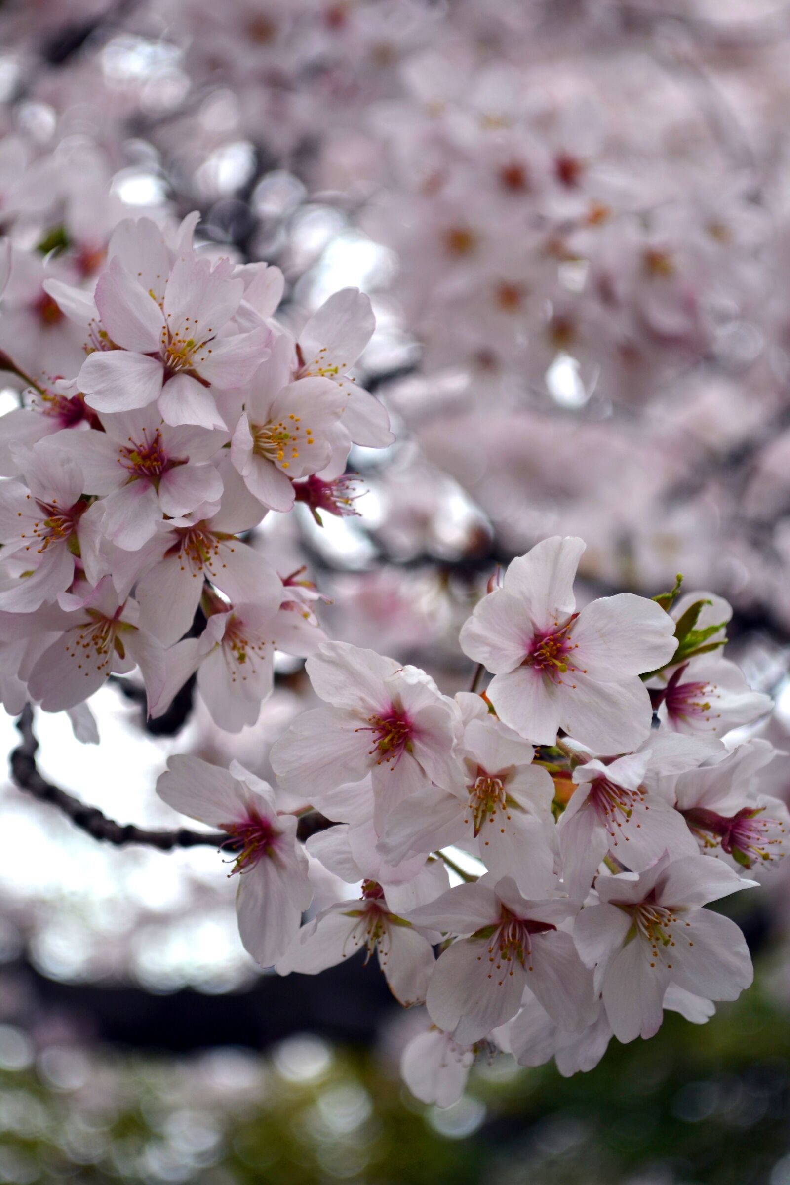 Nikon D3100 sample photo. Flower, sakura, japan photography