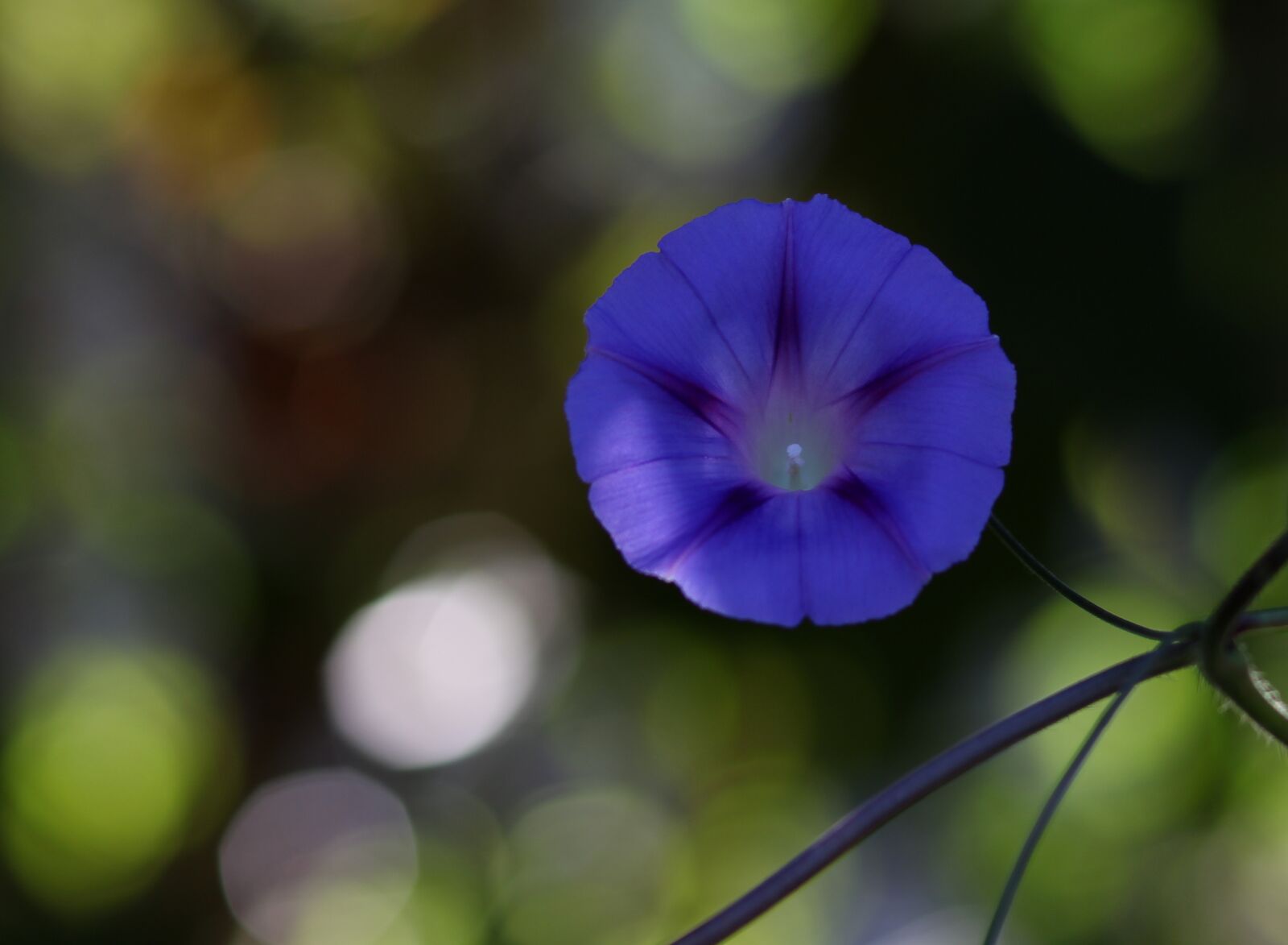 Canon EOS 700D (EOS Rebel T5i / EOS Kiss X7i) + Canon EF 85mm F1.8 USM sample photo. Zorea, violet, flower photography
