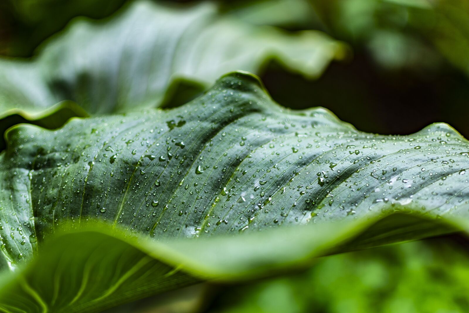 Nikon D600 sample photo. Leaves, drops of rain photography