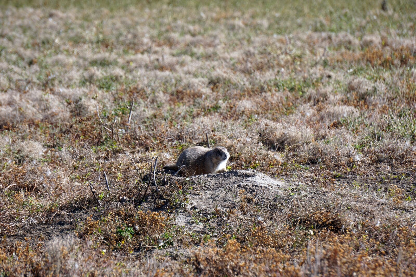 Sony E 55-210mm F4.5-6.3 OSS sample photo. Badlands, south dakota, ground photography