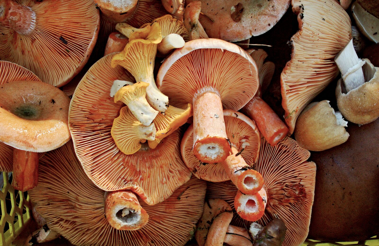 KONICA MINOLTA DiMAGE Z5 sample photo. Mushroom, mushrooms, boletus photography