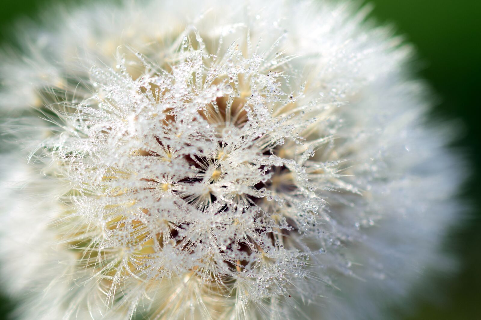 Nikon D3300 sample photo. Dandelion, close up, common photography