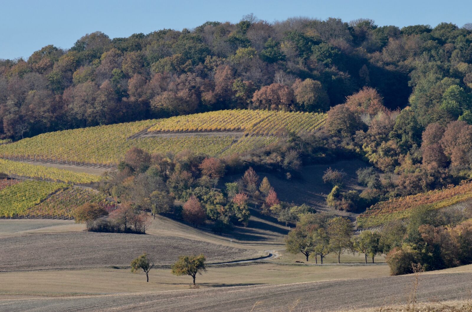 Nikon D5100 sample photo. Wine, hill, landscape photography