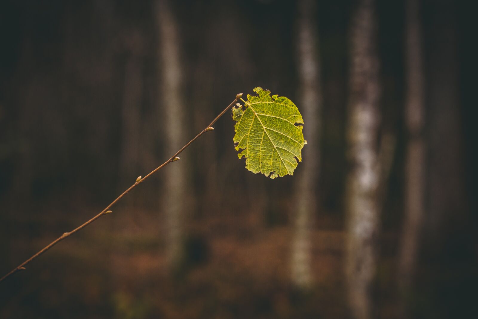 Canon EOS 6D sample photo. Leaves, autumn, fall photography