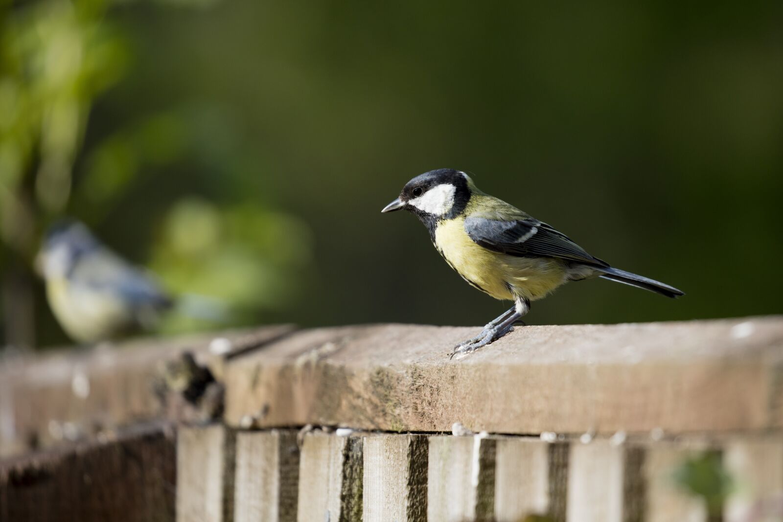 Canon EOS 5DS R + Canon EF 100-400mm F4.5-5.6L IS II USM sample photo. Great tit, bird, garden photography