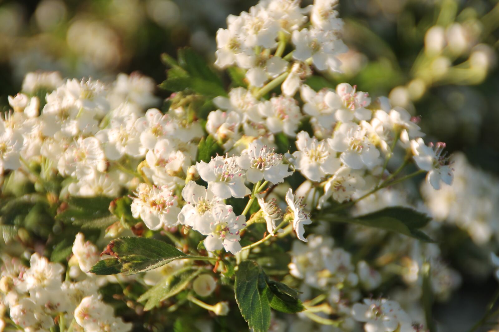 Canon EOS 1100D (EOS Rebel T3 / EOS Kiss X50) sample photo. Hawthorn, spring, flowers photography